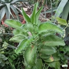 ﻿Aşkın Gözyaşları Çiçeği - Kalanchoe Daigremontiana