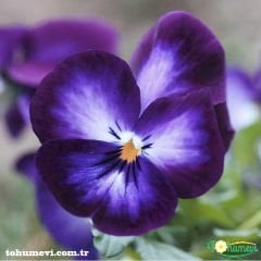﻿Mavi Hercai Menekşe Tohumu – Viola Cornuta