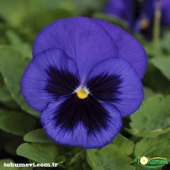 ﻿Mavi Hercai Menekşe Tohumu – Viola Cornuta