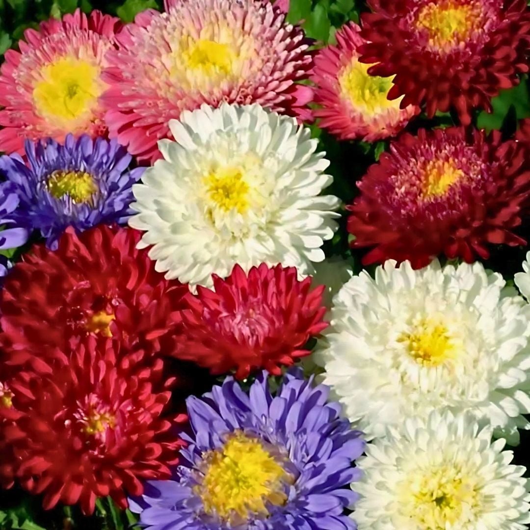 Amerikan Yıldız Çiçeği Tohumu - ﻿Caliptepus