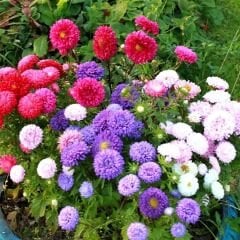 Amerikan Yıldız Çiçeği Tohumu - ﻿Caliptepus