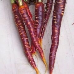 Şalgamlık Havuç Tohumu