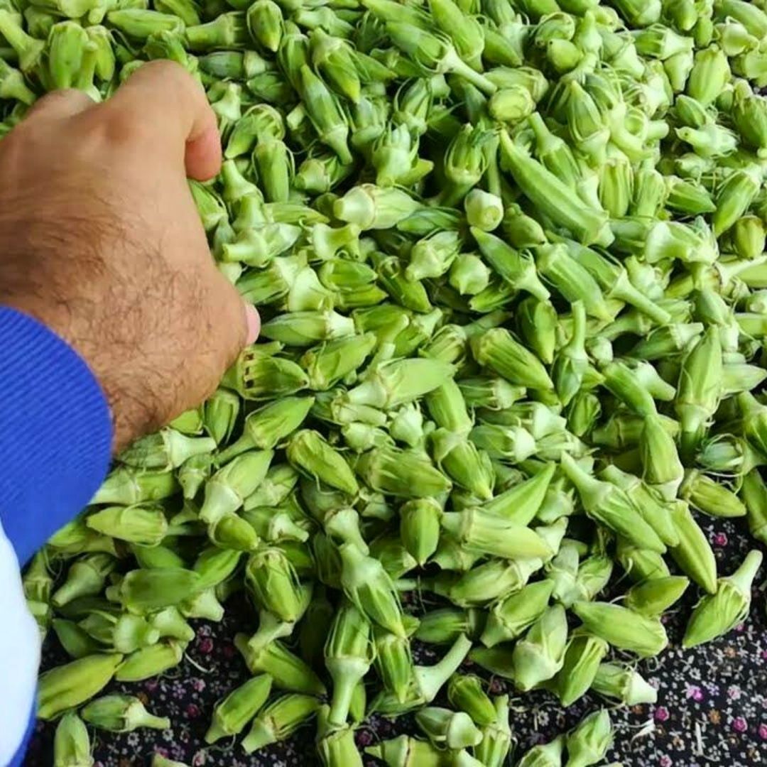 Çiçek Bamya Tohumu