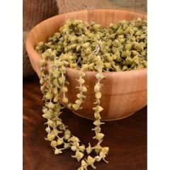 Çiçek Bamya Tohumu