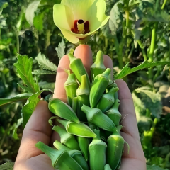 Çiçek Bamya Tohumu