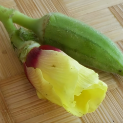 Çiçek Bamya Tohumu