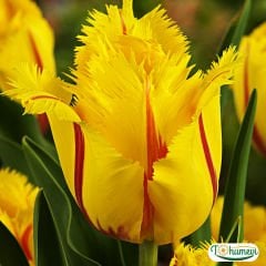 Flamenco Lale Soğanı - Tulipa