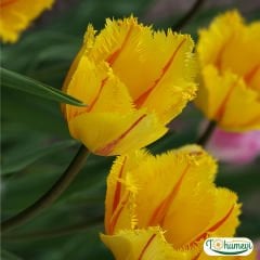 Flamenco Lale Soğanı - Tulipa