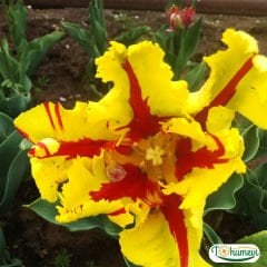 Flamenco Lale Soğanı - Tulipa