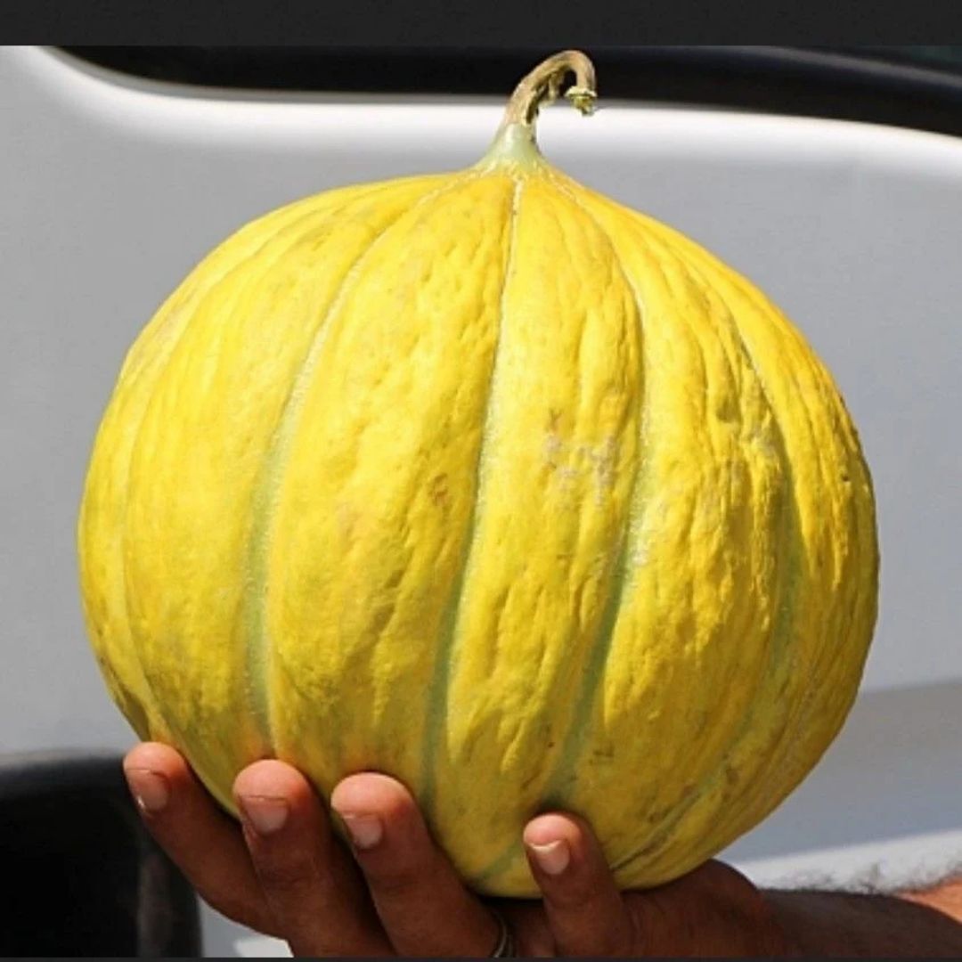 Kavun Tohumu On Dilim Yuvarlak