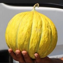 Kavun Tohumu On Dilim Yuvarlak