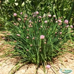 ﻿Frenk soğanı – Onion ChivesTohumu