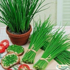 ﻿Frenk soğanı – Onion ChivesTohumu