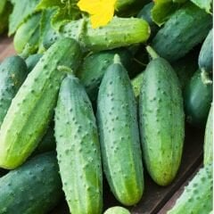 Turşuluk Hıyar Tohumu