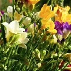 ﻿Frezya Çiçeği Soğanı Mix - Fresia – Arpa Çiçeği