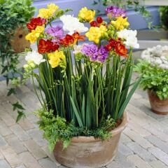 ﻿Frezya Çiçeği Soğanı Mix - Fresia – Arpa Çiçeği