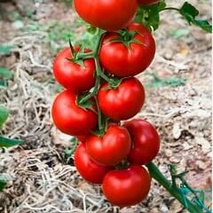 Doğal Domates Tohumu – Salkım