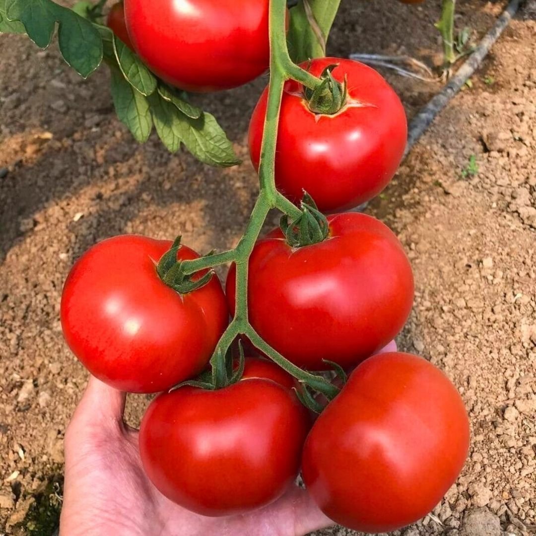 Doğal Domates Tohumu – Salkım
