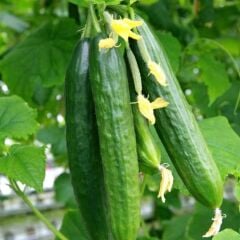 Sırık Salatalık Tohumu