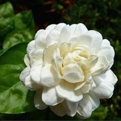 Katmerli Full Yasemin - Jasminum Sambac  Fidanı