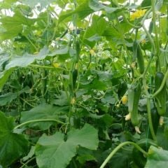 Sırık Salatalık Tohumu