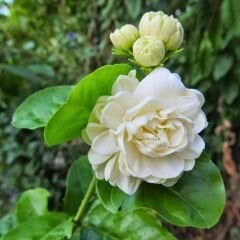 Katmerli Full Yasemin - Jasminum Sambac  Fidanı