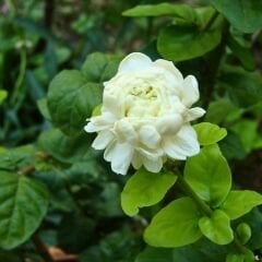 Katmerli Full Yasemin - Jasminum Sambac  Fidanı