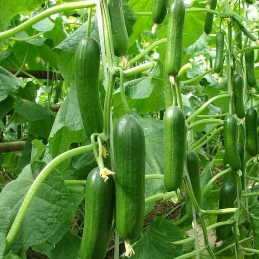 Sırık Salatalık Tohumu