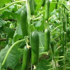 Sırık Salatalık Tohumu