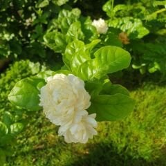 Katmerli Full Yasemin - Jasminum Sambac  Fidanı