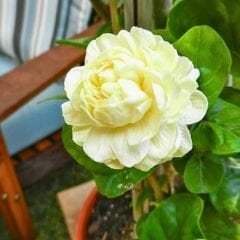 Katmerli Full Yasemin - Jasminum Sambac  Fidanı