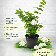 Katmerli Full Yasemin - Jasminum Sambac  Fidanı