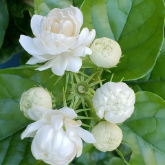 Katmerli Full Yasemin - Jasminum Sambac  Fidanı