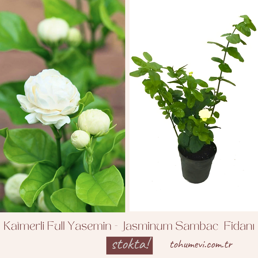 Katmerli Full Yasemin - Jasminum Sambac  Fidanı