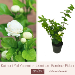 Katmerli Full Yasemin - Jasminum Sambac  Fidanı