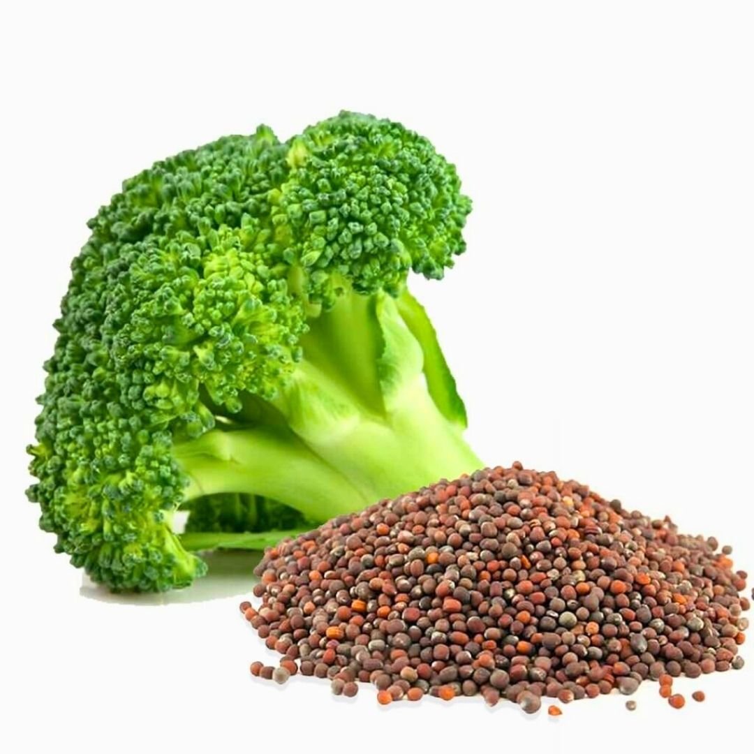 Brokoli Tohumu - Geleneksel