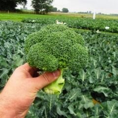 Brokoli Tohumu - Geleneksel