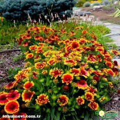 Gayret Çiçeği Tohumu- Gaillaridia