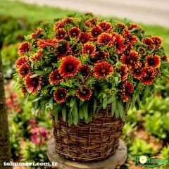 Gayret Çiçeği Tohumu- Gaillaridia