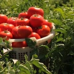 Domates Tohumu – Çanakkale - Geleneksel