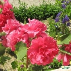 Gül hatmi Çiçeği Tohumu - Althaea Officinalis