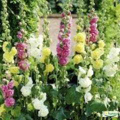 Gül hatmi Çiçeği Tohumu - Althaea Officinalis