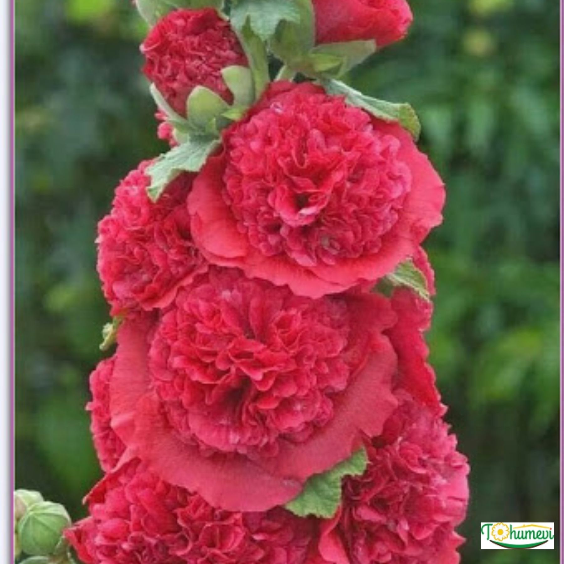 Gül hatmi Çiçeği Tohumu - Althaea Officinalis