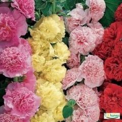 Gül hatmi Çiçeği Tohumu - Althaea Officinalis