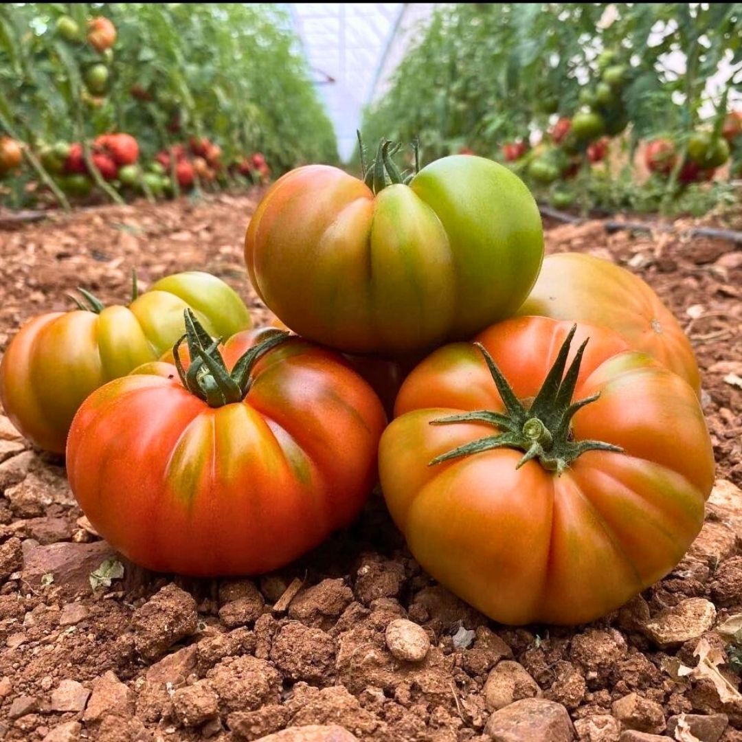 Domates Tohumu – Süper Yerli İri - Geleneksel