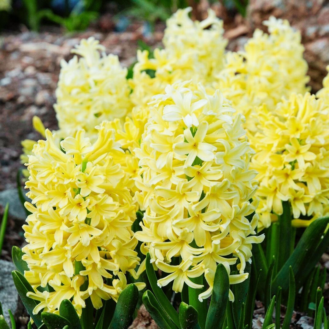 Yellow Stone Sümbül Soğanı Sarı – Hyacinthus