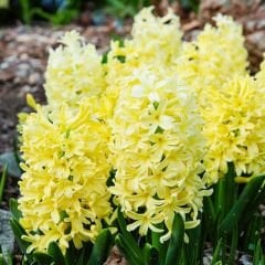 Yellow Stone Sümbül Soğanı Sarı – Hyacinthus