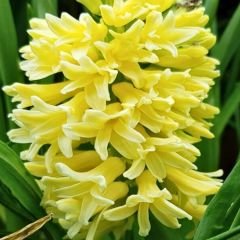 Yellow Stone Sümbül Soğanı Sarı – Hyacinthus