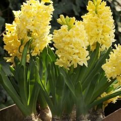 Yellow Stone Sümbül Soğanı Sarı – Hyacinthus