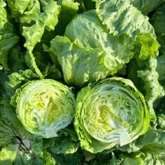 Marul Tohumu – Iceberg